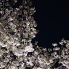 夜桜