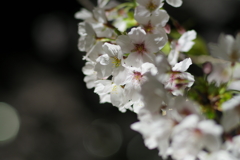 夜桜