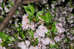 夜桜