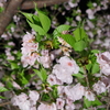 夜桜