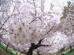 雨空の桜
