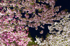 桜の回廊