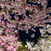桜の回廊
