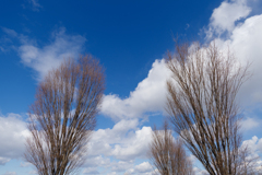 冬の空