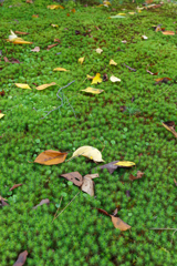兼六園4