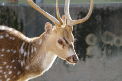 物思いにふける