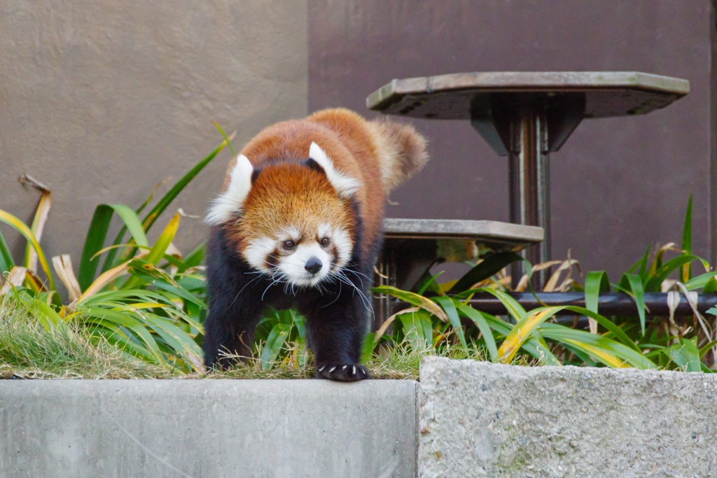 レッサーパンダ