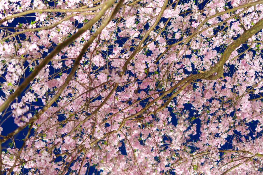 桜の回廊