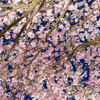 桜の回廊