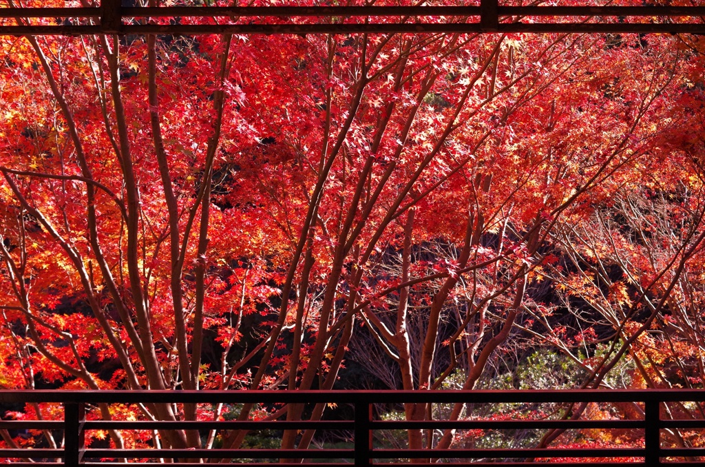 紅葉