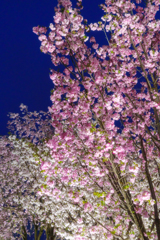 桜の回廊