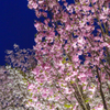 桜の回廊