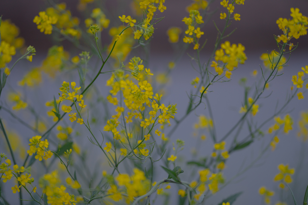 菜の花