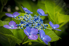 紫陽花
