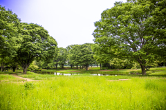 昭和記念公園