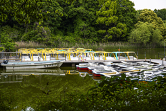 昭和記念公園