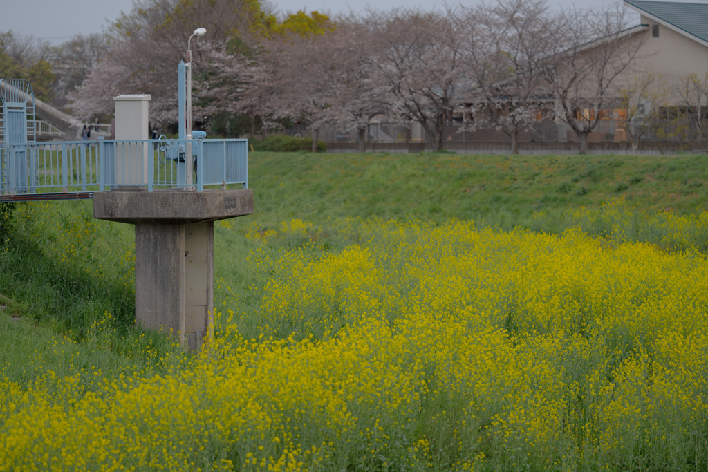 菜の花