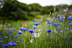 昭和記念公園
