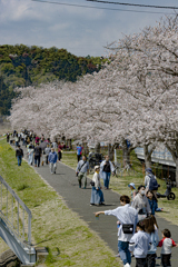 櫻⑤