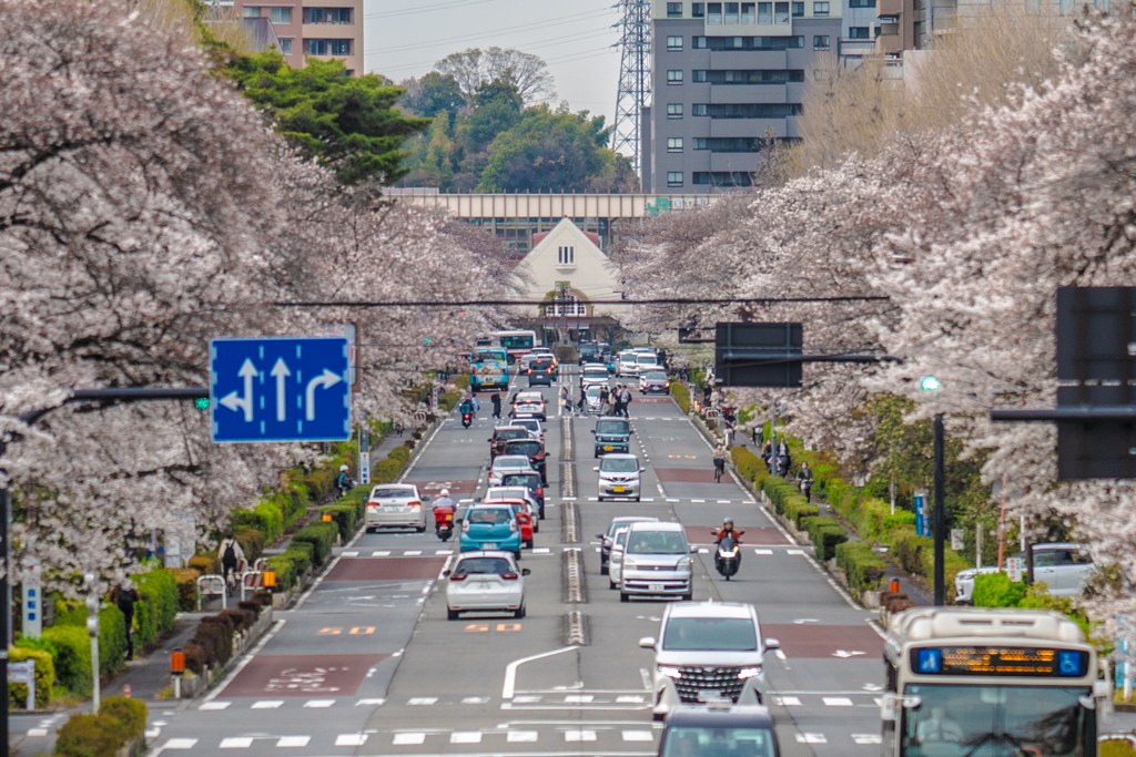 桜並木