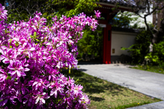 なんの花だろう？