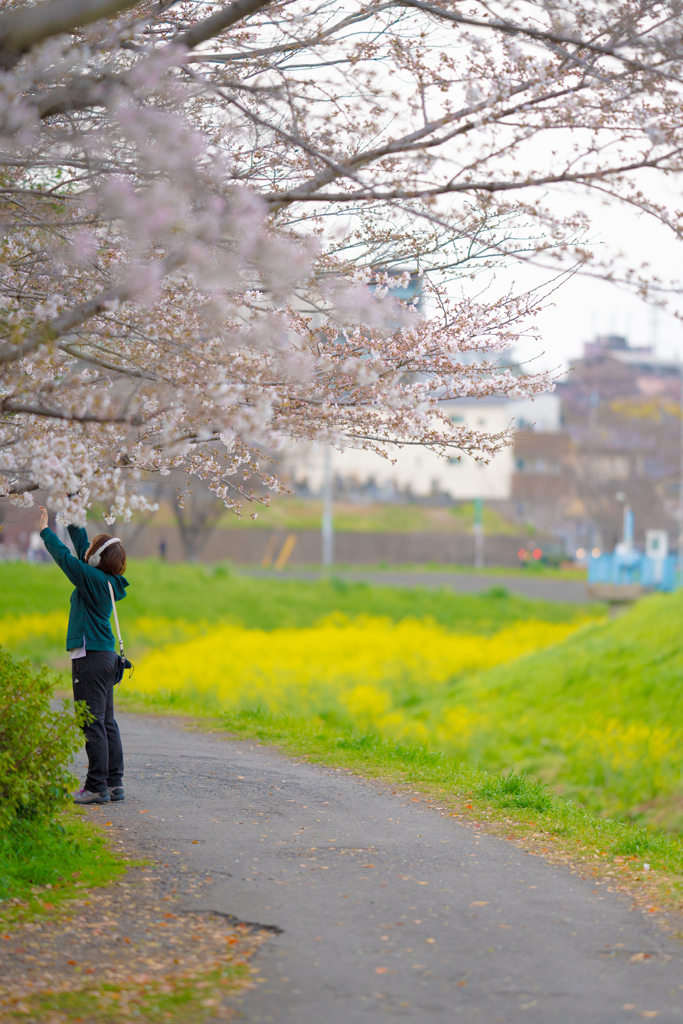 桜並木feat.菜の花