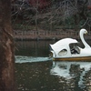 スワンボート 井の頭公園