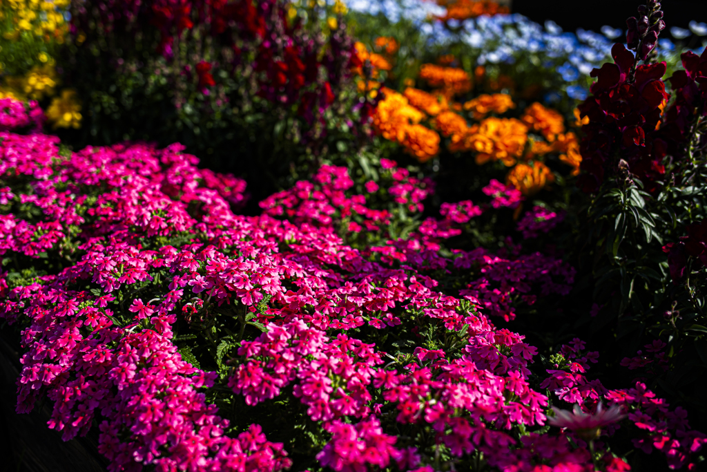 なんの花だろう？