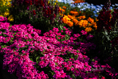 なんの花だろう？