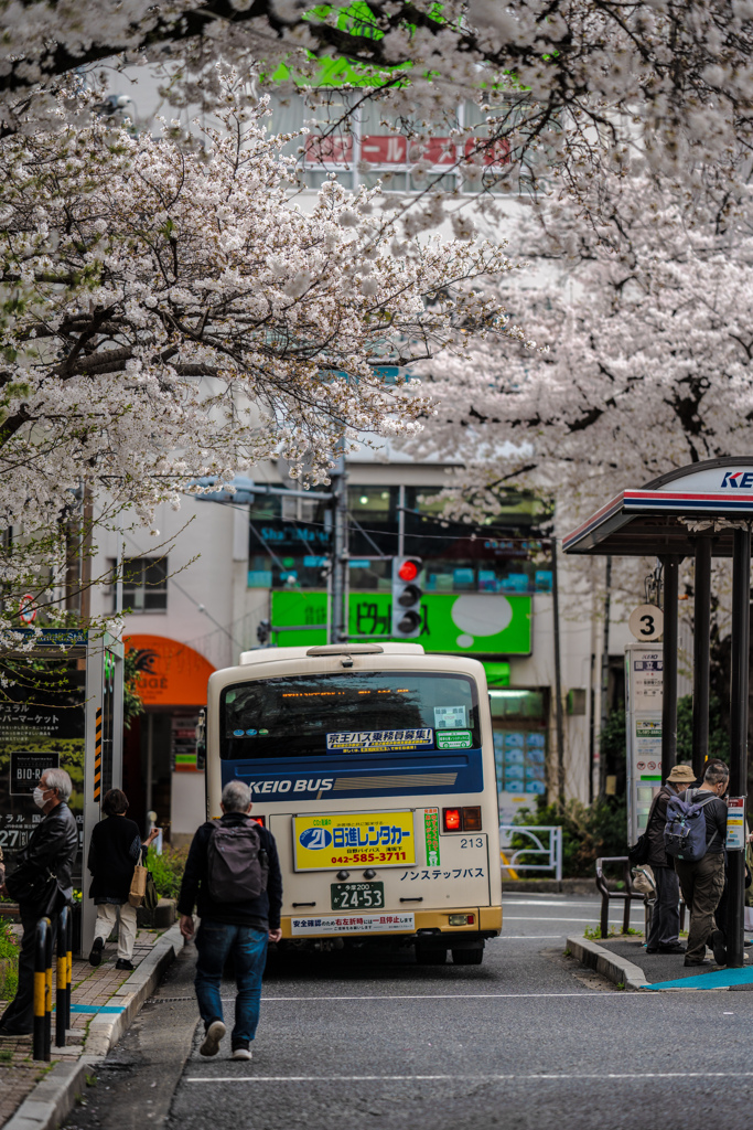 桜のトンネル