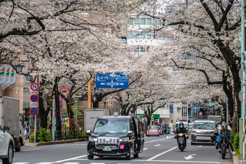 桜のトンネル