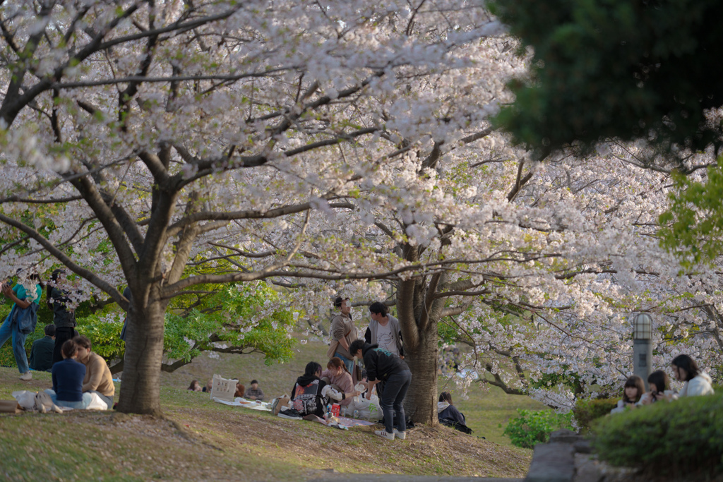 お花見