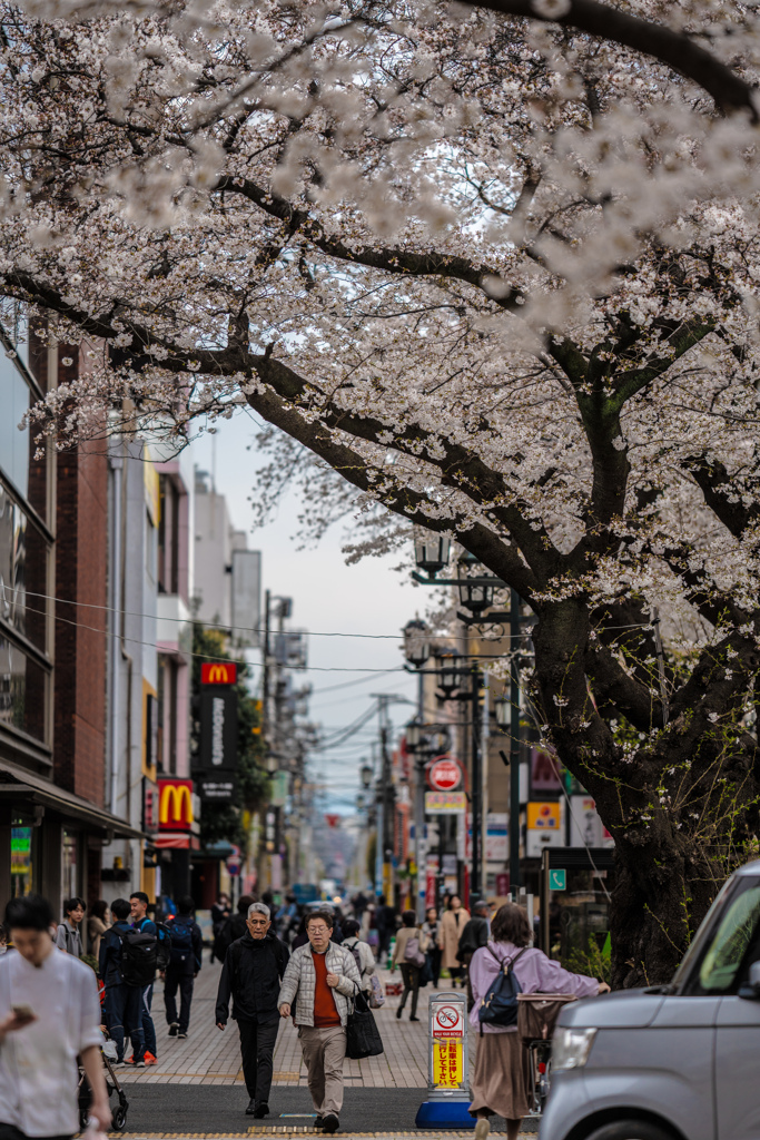 桜のトンネル