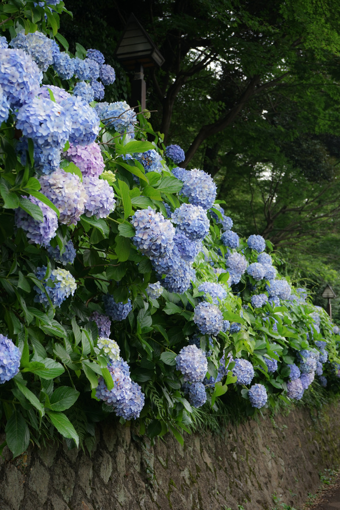 2023 紫陽花 王子 飛鳥山公園