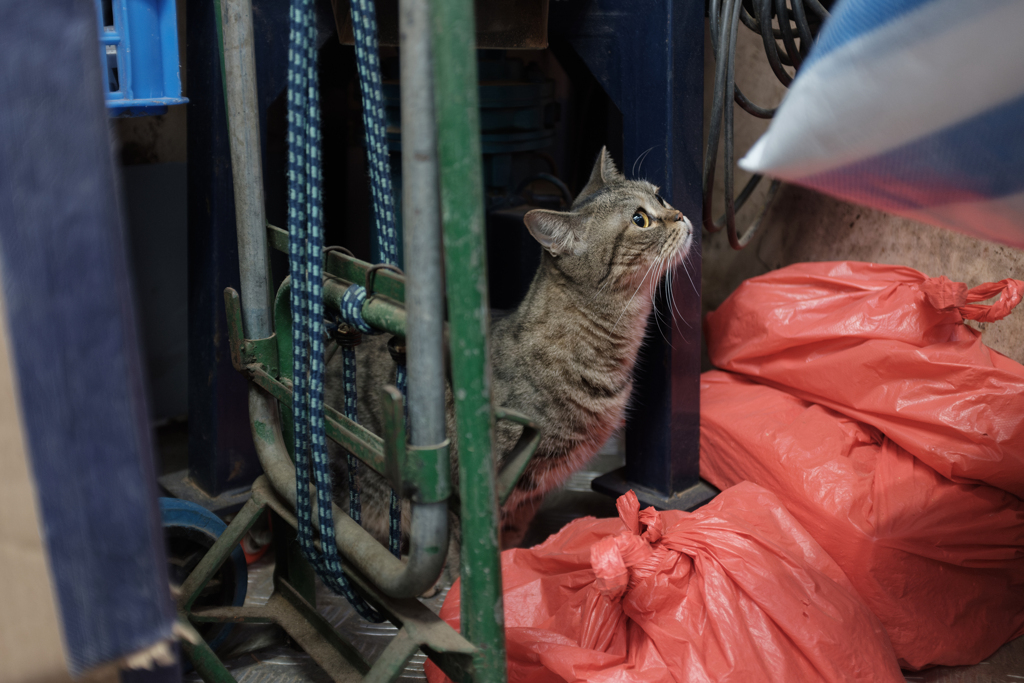 香辛料屋の猫