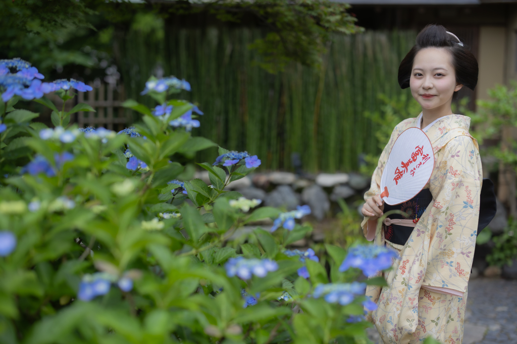 紫陽花