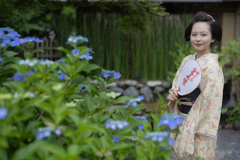 紫陽花