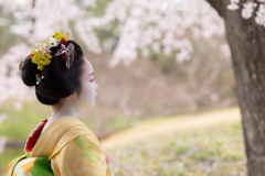 いつかの桜