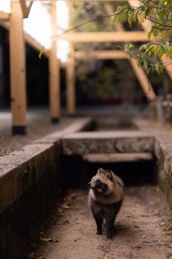 この世界の片隅に