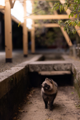 この世界の片隅に