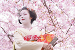 桜、さくら