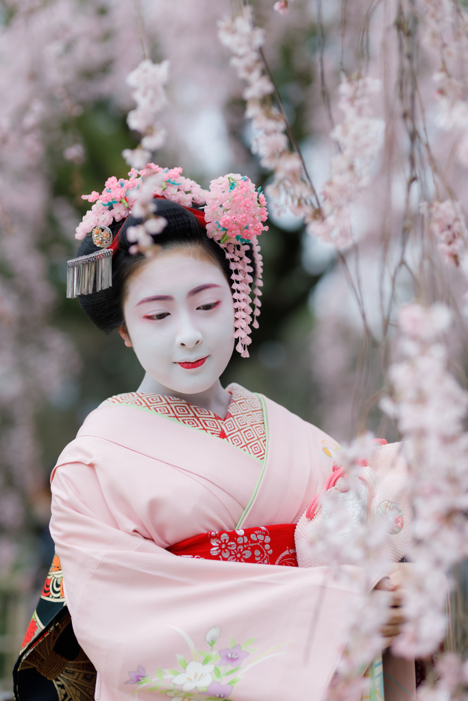 さくら、桜