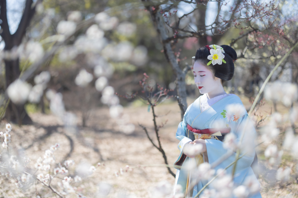 梅花礼賛
