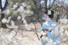 梅花礼賛