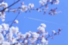 満開桜とひこうき雲