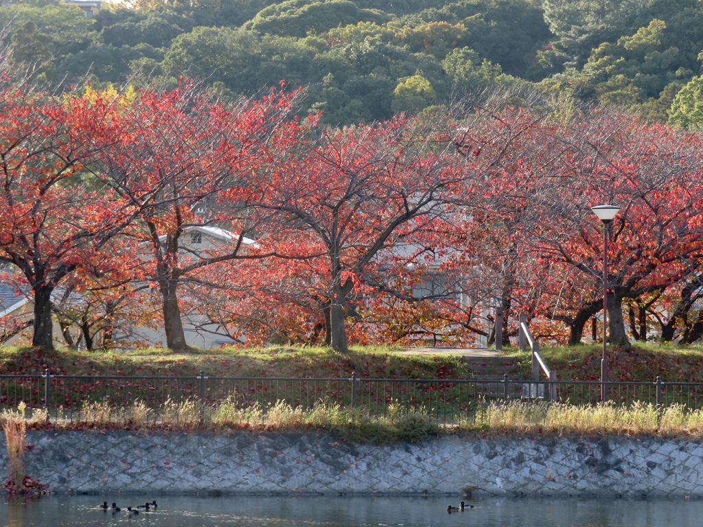 桜の紅葉