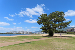 一本松