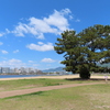 一本松
