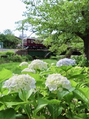 紫陽花マルーン
