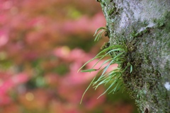 蔵出しの紅葉